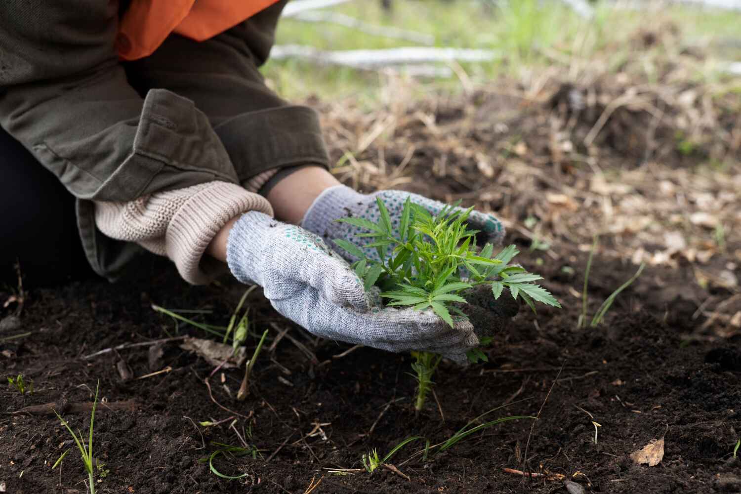 The Steps Involved in Our Tree Care Process in Westminster, TX